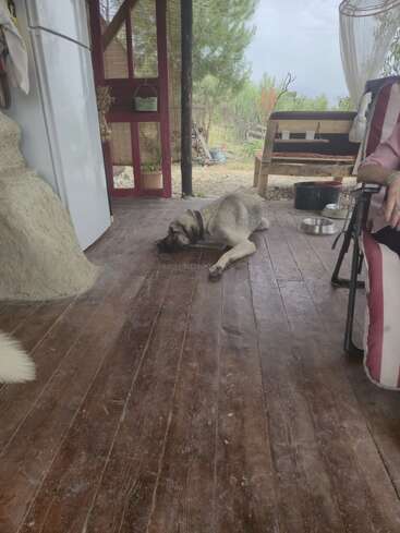 Un grand chien est couché sur le plancher en bois du porche, se reposant paisiblement. Des arbres et un paysage extérieur sont visibles par la porte ouverte. Une personne est assise à droite. Atmosphère calme.