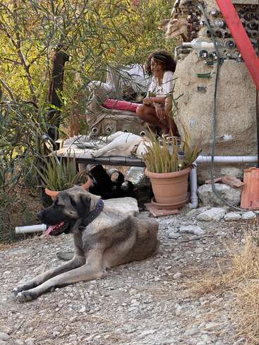 Une femme est assise sur un canapé rustique en plein air à côté d'un chien blanc détendu, tandis qu'un grand chien brun se prélasse avec satisfaction au premier plan, entouré par la nature.