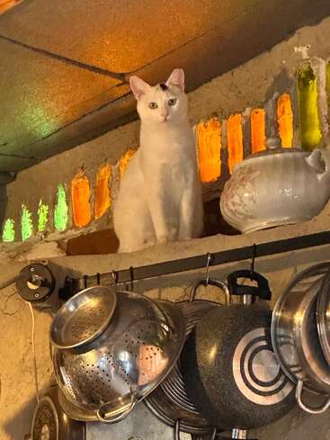Un chat blanc avec une tache sombre sur la tête est assis sur un rebord élevé, entouré de blocs de verre colorés, au-dessus de casseroles métalliques suspendues dans une cuisine confortable.