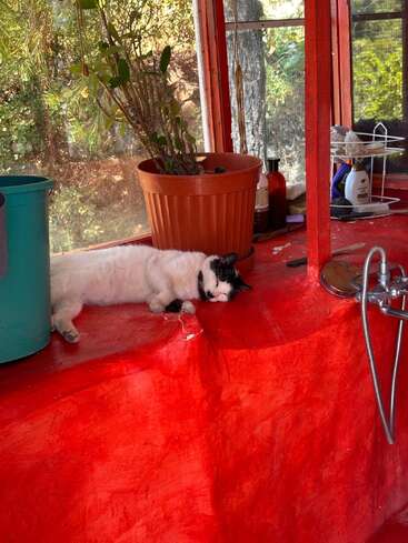 Un chat noir et blanc dort paisiblement sur un comptoir rouge vif, à côté d'un grand pot de fleurs, dans une pièce ensoleillée avec des fenêtres.
