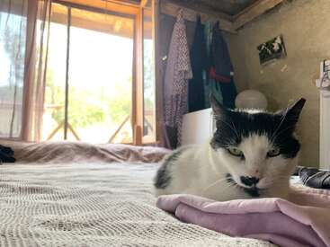 Un chat noir et blanc est confortablement allongé sur un lit au tissu doux et violet. La lumière du soleil passe à travers une fenêtre ouverte, illuminant la scène d'une chambre à coucher confortable et paisible.