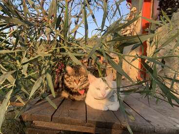 Deux chats, l'un tabby et l'autre blanc, se reposent ensemble sur une table en bois, partiellement ombragée par des branches feuillues, profitant de la lumière chaude de l'après-midi.