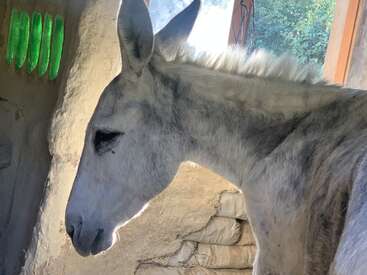 Un âne blanc se tient à l'intérieur, près d'un mur texturé, semblable à de l'argile, avec des détails de bouteilles en verre vertes. La lumière du soleil traverse une fenêtre, illuminant le visage paisible de l'animal.
