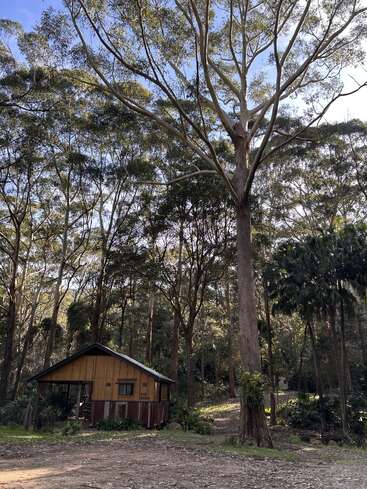 A small wooden cabin sits quietly in a sunlit forest, surrounded by tall trees with slender trunks, lush greenery, and a serene, natural atmosphere.