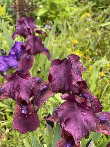 Deep purple irises covered with fresh raindrops bloom vibrantly in a lush green garden. Soft light highlights their delicate petals, creating a serene, refreshing scene.