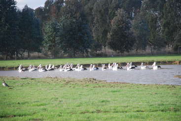 La imagen representa una escena serena de un grupo de aves blancas, probablemente pelícanos o gansos, en aguas poco profundas, con una orilla cubierta de hierba al fondo y un cielo despejado.