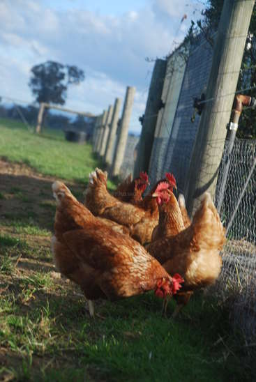 La imagen muestra cuatro gallinas marrones con crestas rojas que buscan comida en una zona de hierba cerca de una valla, con un cielo nublado y árboles lejanos como telón de fondo.