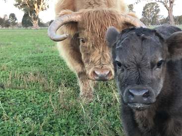 La imagen representa una serena escena de una vaca marrón claro y un ternero marrón oscuro juntos en un frondoso campo de hierba, rodeados de árboles.