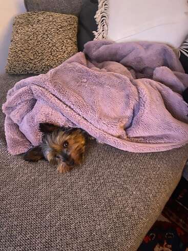 Ein kleiner Hund hat sich auf einem grauen Sofa gemütlich in eine flauschige lavendelfarbene Decke eingewickelt, nur sein Kopf guckt heraus – er sieht ganz bequem und entspannt aus.