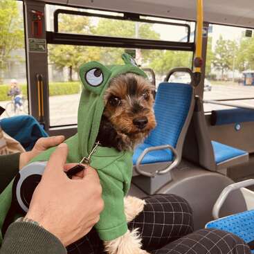 Ein kleiner Hund in einem grünen Froschkostüm sitzt im Bus auf dem Schoß einer Person. Der Hundeführer hält die Leine, während im Hintergrund andere Fahrgäste sitzen.