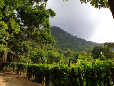 La imagen muestra un sereno camino de tierra flanqueado por árboles y una valla, sobre una frondosa colina boscosa bajo un cielo nublado.