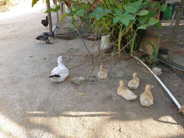 La imagen muestra una serena escena de un ganso blanco y cinco patitos en un camino de tierra, rodeados de frondosa vegetación y una alambrada al fondo.