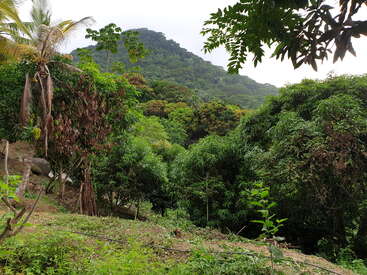 La imagen representa un exuberante paisaje tropical con una ladera cubierta de árboles y vegetación, sobre un cielo brumoso.