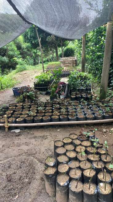 Dieses Bild zeigt eine kleine Gärtnerei im Freien mit jungen Pflanzen in Plastiksäcken, die von einem schattenspendenden Netz bedeckt sind, umgeben von üppiger grüner Vegetation und Bäumen.