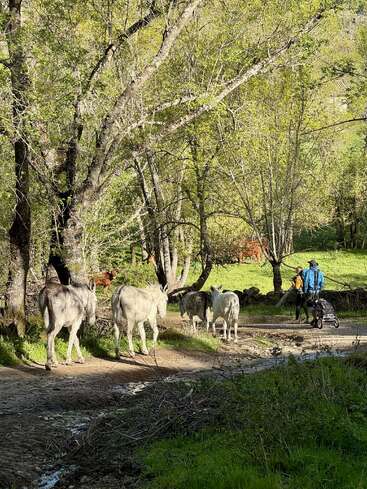Une scène forestière paisible où l'on voit plusieurs ânes marcher sur un chemin de terre. À proximité, deux personnes poussent une poussette, entourées d'arbres verdoyants et baignées de soleil.