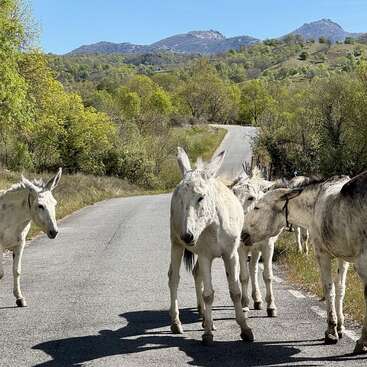 Un groupe d'ânes blancs se tient sur une route de campagne tranquille, entouré d'arbres verdoyants et de montagnes lointaines, sous un ciel bleu limpide. Une scène paisible.