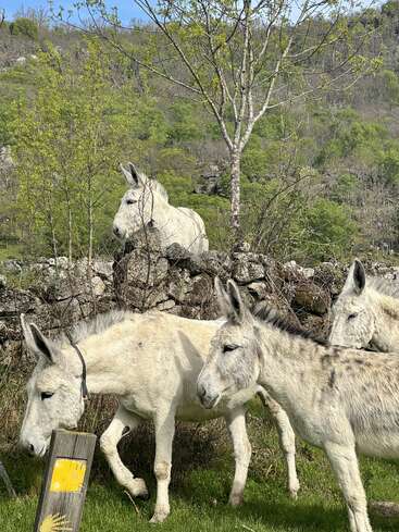 Quatre ânes gris clair à la crinière foncée se tiennent debout et marchent près d'un mur de pierre, dans une campagne verdoyante et luxuriante, entourés d'arbres et de collines sous un ciel bleu.