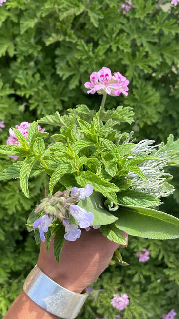 Uma mão segura um buquê fresco de flores de hortelã, sálvia, lavanda e rosa em um cenário de folhagem verde, com uma pulseira de prata visível.