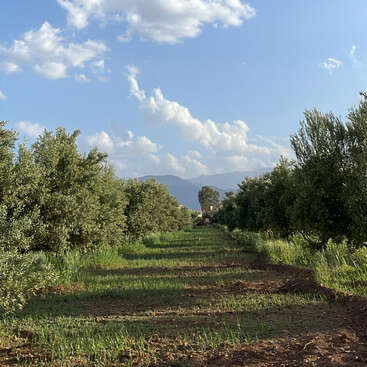 Esta imagem mostra um pomar tranquilo com fileiras de árvores verdes, grama exuberante sob os pés, montanhas distantes e um céu azul cheio de nuvens fofas.