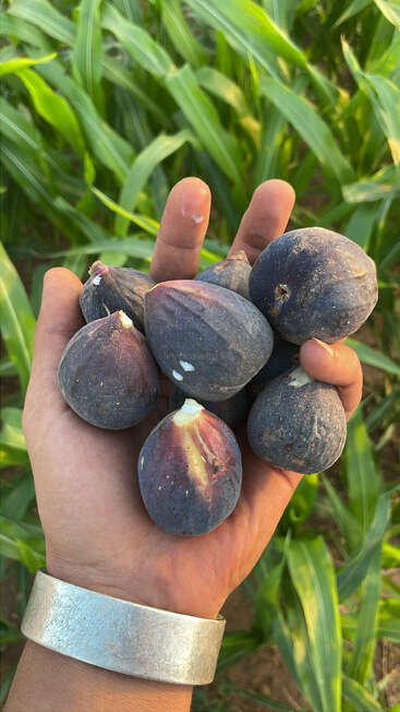 Una mano, adornada con un brazalete de plata, sostiene varios higos maduros recién recolectados sobre un fondo de exuberantes plantas de maíz verde en un campo vibrante.