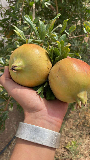 Una mano sostiene dos grandes granadas inmaduras, todavía unidas a sus tallos de hojas verdes, sobre el fondo de un próspero granado a la luz del sol.
