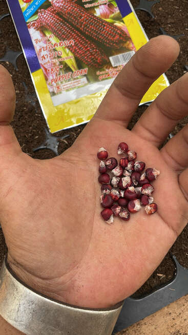 Una mano sostiene varias semillas de maíz morado, listas para plantar. Al fondo, un paquete de semillas con la etiqueta "Big Purple Corn" reposa sobre una bandeja de tierra.