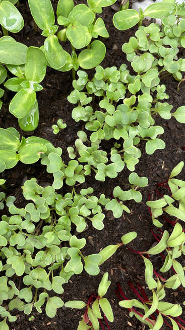 Esta imagen muestra jóvenes plántulas verdes de diversas plantas que crecen en un suelo oscuro y húmedo. Las hojas son frescas, vibrantes y están cubiertas de gotitas de agua.