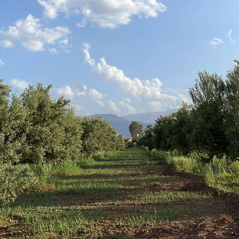 Esta imagem mostra um pomar tranquilo com fileiras de árvores verdes, grama exuberante sob os pés, montanhas distantes e um céu azul cheio de nuvens fofas.