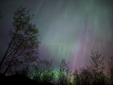 Árvores em forma de silhueta estão sob um céu hipnotizante de aurora boreal, salpicado de luzes verdes, roxas e rosa, criando uma paisagem noturna mágica e serena.