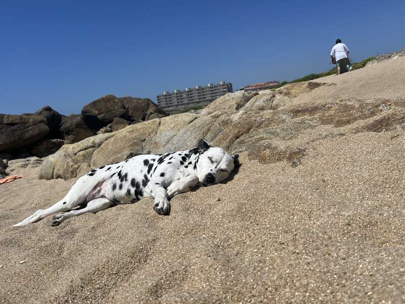 A imagem retrata uma cena serena de um cão dálmata reclinado em uma praia de areia, com uma pessoa em pé em um afloramento rochoso ao fundo.