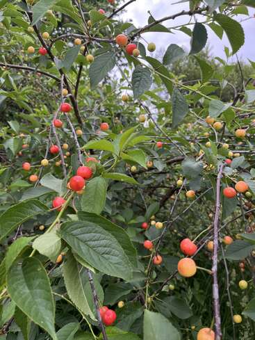 Branches covered in green leaves and clusters of small, ripening cherries. The cherries range in color from yellow to orange to bright red. Sky visible.