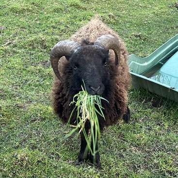 A brown sheep with large curved horns stands on grass, chewing a mouthful of green grass. There is a plastic feeder or trough beside it.