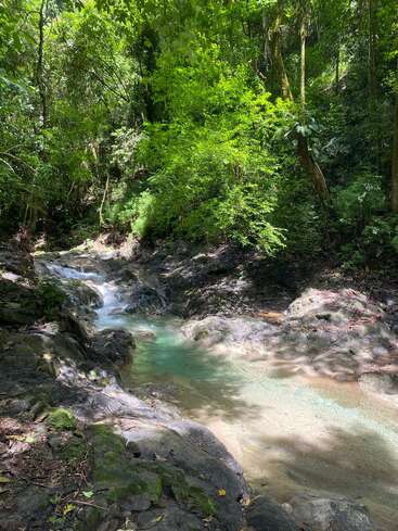 Un sereno arroyo forestal fluye suavemente sobre rocas lisas, rodeado de exuberante follaje verde y luz solar moteada. El agua cristalina crea una escena natural tranquila y refrescante.
