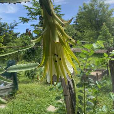 Una vibrante flor de fruta del dragón amarilla y blanca cuelga hacia abajo, rodeada de follaje verde. Varias hormigas negras se arrastran por sus pétalos bajo un cielo brillante y soleado.