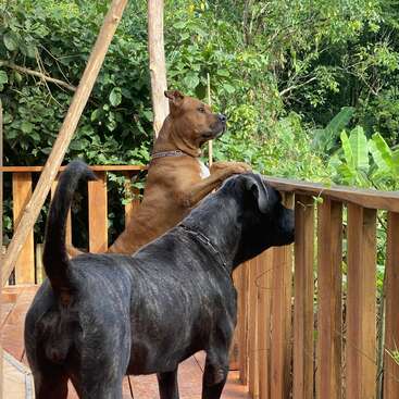 Dos perros están de pie en una terraza de madera, mirando atentamente por encima de la barandilla hacia el frondoso follaje verde, y parecen estar alerta y curiosos por algo que hay más allá de la valla.