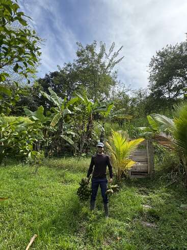 Uma pessoa está em um jardim verde e exuberante, segurando dois grandes cachos de bananas. Cercado por árvores e plantas, o céu acima está parcialmente nublado.