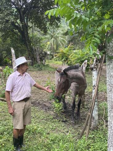 Um homem idoso usando um chapéu branco e botas está sobre a grama exuberante, aproximando-se gentilmente de um cavalo marrom sob as árvores, cercado por vegetação tropical e postes de madeira.