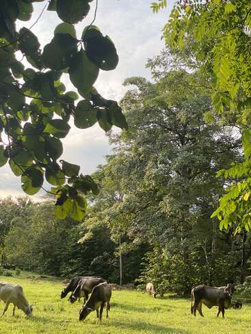 Várias vacas pastam pacificamente em um campo verde iluminado pelo sol, cercado por árvores exuberantes. Grandes folhas emolduram a parte superior, criando uma cena tranquila de paisagem rural.