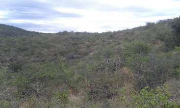 The image depicts a landscape with a mix of greenery and brown vegetation, featuring a prominent tree or bush in the foreground, set against a backdrop of rolling hills and a clear sky.