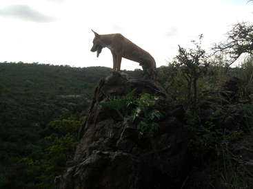 The image depicts a dog standing on a rocky outcropping, overlooking a lush forested area with a cloudy sky in the background.