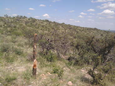The image depicts a serene hillside landscape with a sparse tree, a wooden post, and a vibrant blue sky dotted with white clouds.