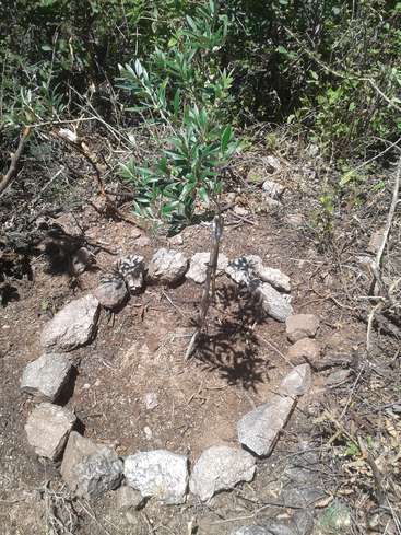 The image depicts a small tree surrounded by rocks in a garden bed, with a background of greenery and twigs. The scene appears to be a serene outdoor setting.