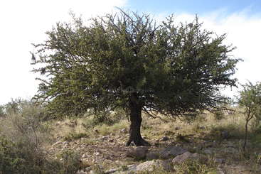 The image depicts a tree with a thick trunk and branches, surrounded by greenery, set against a backdrop of a clear sky, evoking a sense of natural beauty and serenity.