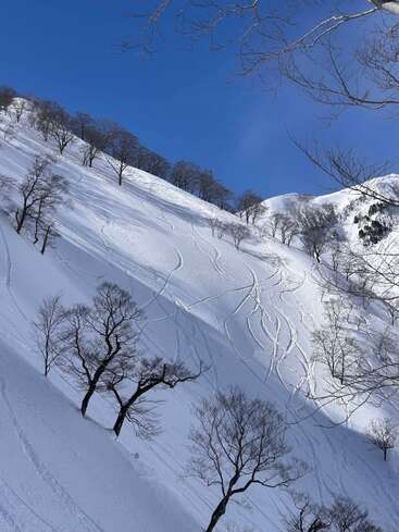 A snowy mountain slope dotted with leafless trees under a clear blue sky, crisscrossed with fresh ski or snowboard tracks curving gracefully through the pristine powder.