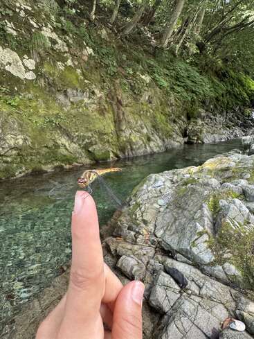 A person gently holds out their finger beside a clear rocky stream in a lush forest. A dragonfly delicately perches on the fingertip, embodying tranquility.