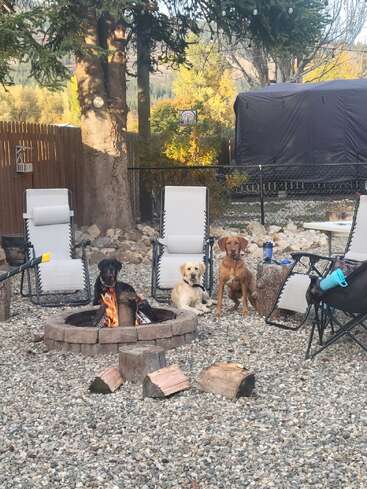 Three dogs sit around a fire pit surrounded by chairs in a rocky, wooded backyard. There are trees, logs, and a fence in the background. Cozy scene.