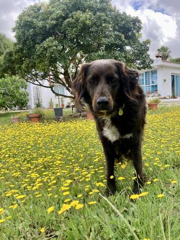 Ein brauner Hund steht in einem üppigen Garten voller gelber Blumen, im Hintergrund sind ein großer, blättriger Baum und ein weißes Haus zu sehen.