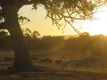 La luz dorada del sol se cuela entre los grandes árboles, iluminando un apacible paisaje rural con caballos pastando. Una escena serena y bucólica que refleja la tranquilidad de la madrugada o del atardecer.