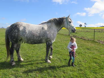 Una niña sostiene una cuerda y conduce a un gran caballo gris por un prado verde bajo un cielo azul brillante salpicado de nubes.