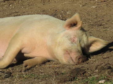 Un cerdito de color rosa claro está tumbado de costado sobre la tierra seca y marrón. Parece estar durmiendo plácidamente con los ojos cerrados, disfrutando del sol.